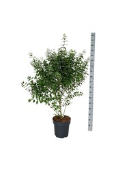 Schönfrucht Callicarpa dichotoma Issai