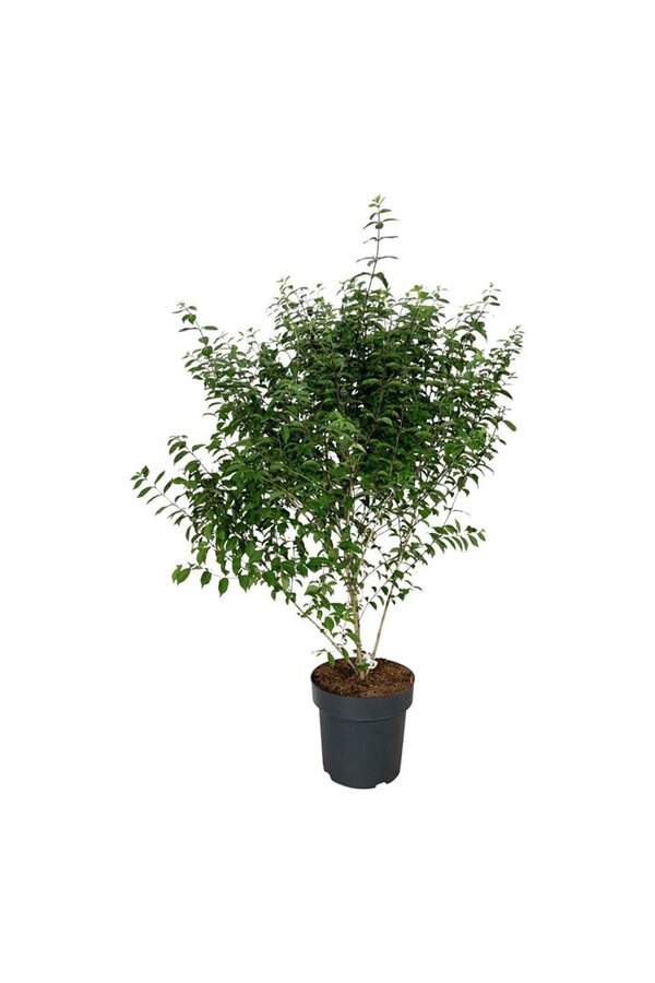 Schönfrucht Callicarpa dichotoma Issai