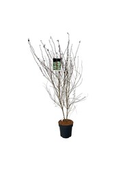 Schönfrucht Callicarpa dichotoma Issai