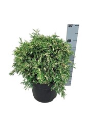 Chamaecyparis Pearly Swirls G.A.