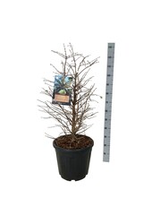 Metasequoia Schirrm. Nordl.