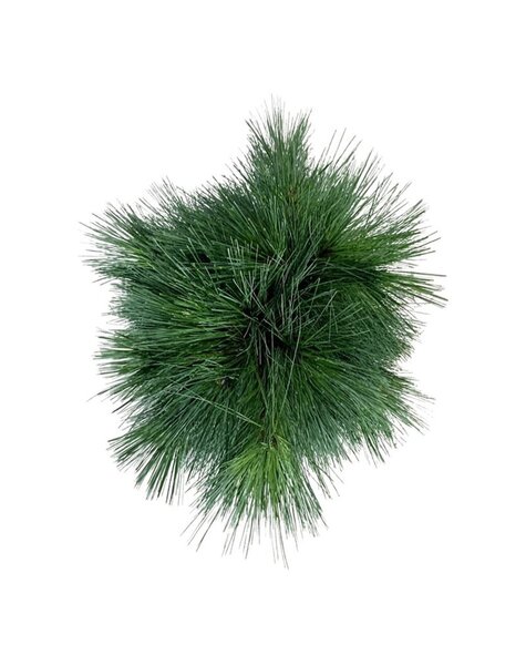 Pinus