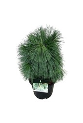 Kiefer Pinus schwerinii Wiethorst