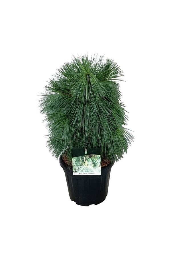 Kiefer Pinus schwerinii Wiethorst