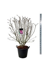 Flieder Syringa Michel Buchner