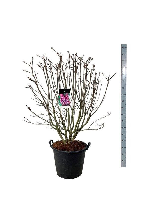 Flieder Syringa Michel Buchner