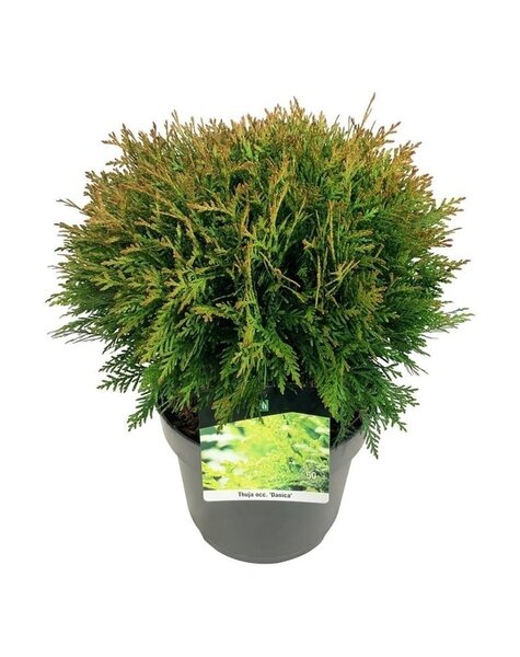 Thuja