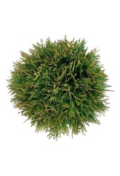 Konifere Thuja Danica