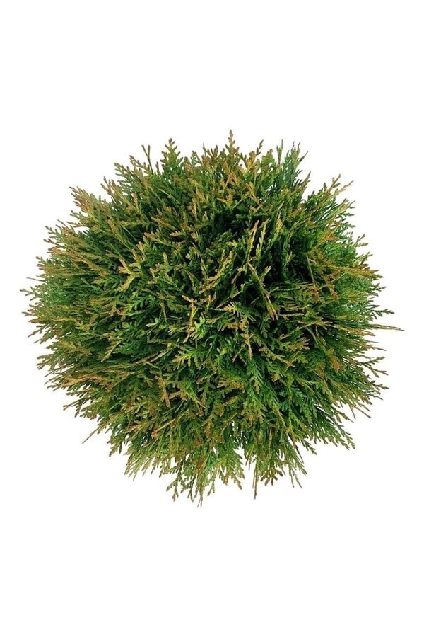 Konifere Thuja Danica