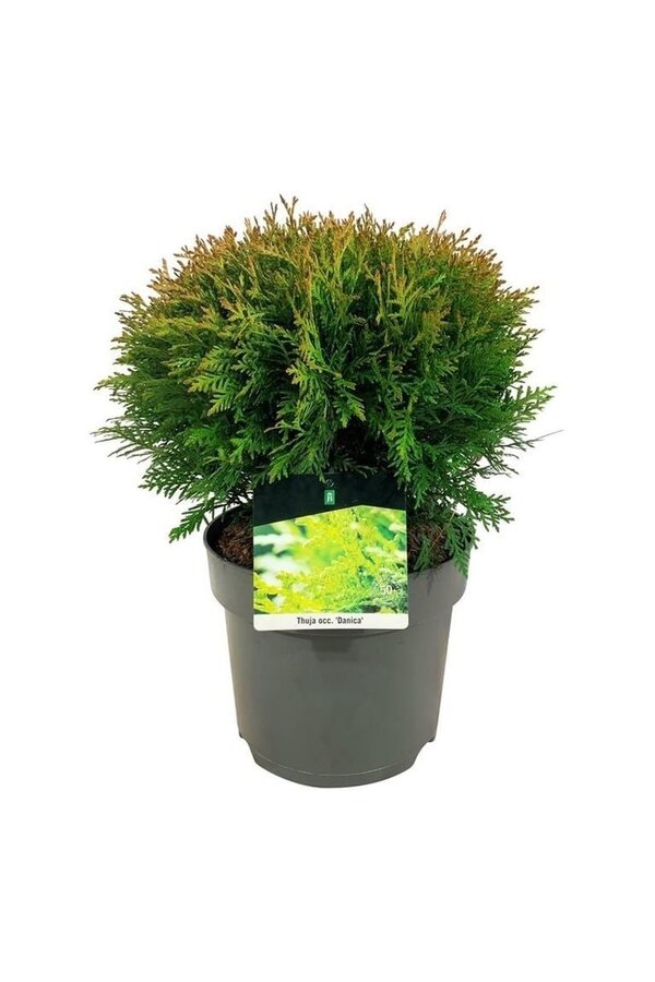 Konifere Thuja Danica