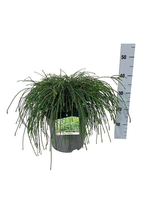 Konifere Thuja Whipcord