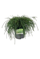 Konifere Thuja Whipcord