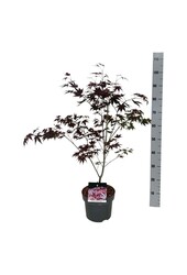 Ahorn Acer Atropurpureum