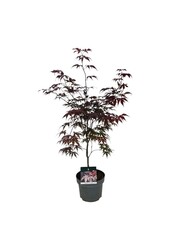 Ahorn Acer Bloodgood