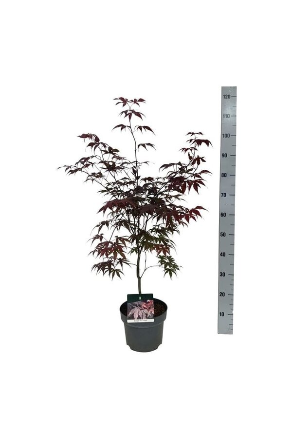 Ahorn Acer Bloodgood