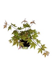 Ahorn Acer Osakazuki