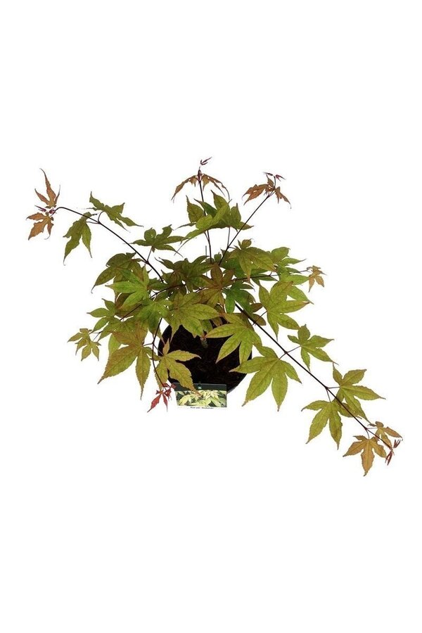 Ahorn Acer Osakazuki