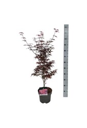 Ahorn Acer Skeeters Broom