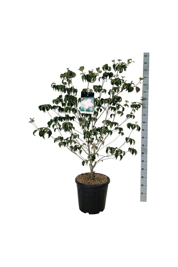 Hartriegel Cornus kousa Satomi