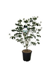 Hartriegel Cornus kousa Satomi