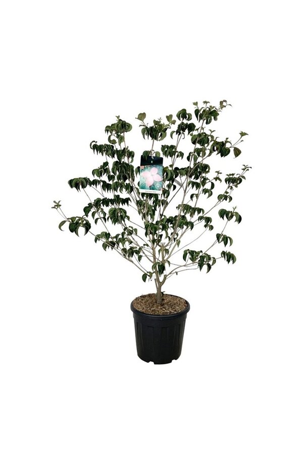 Hartriegel Cornus kousa Satomi