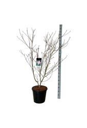 Hartriegel Cornus kousa Satomi