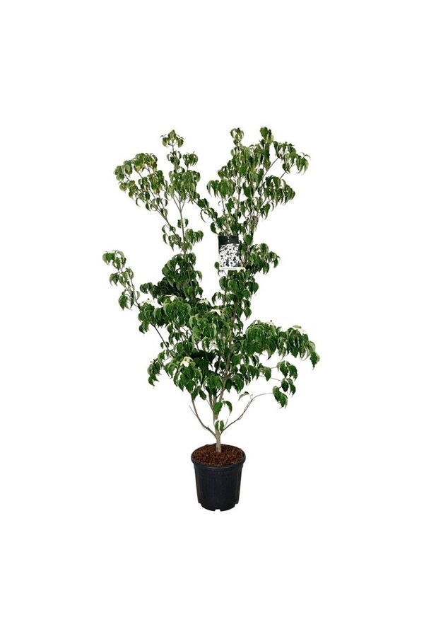 Hartriegel Cornus kousa Weisse Fontaine