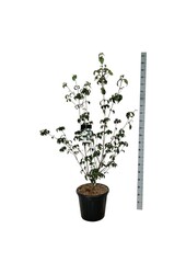 Hartriegel Cornus kousa Wietings Select