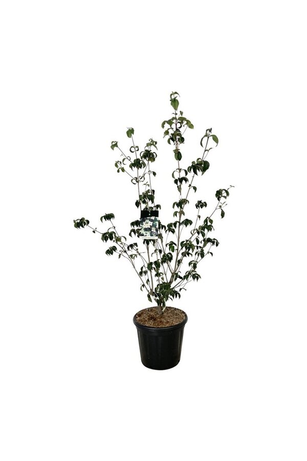 Hartriegel Cornus kousa Wietings Select