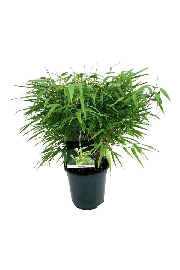 Bambus Fargesia rufa