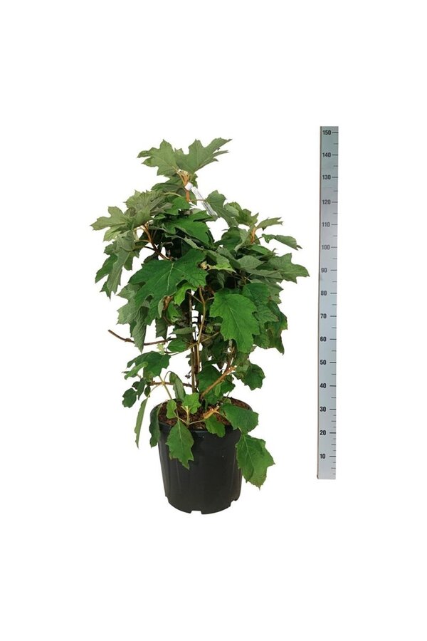 Hortensie Hydrangea Alice