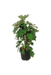 Hortensie Hydrangea Alice