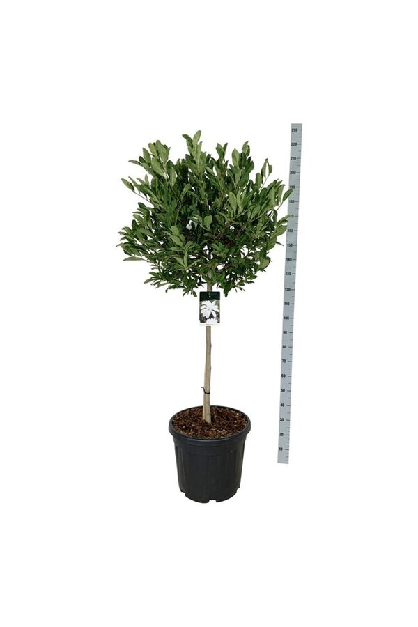 Biberbaum Magnolia stellata