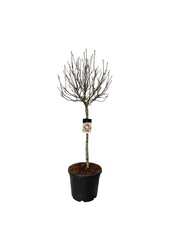 Biberbaum Magnolia Susan