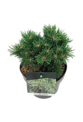 Kiefer Pinus mugo Benjamin