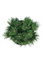 Kiefer Pinus mugo Benjamin