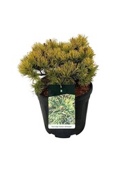 Kiefer Pinus mugo Carstens Wintergold