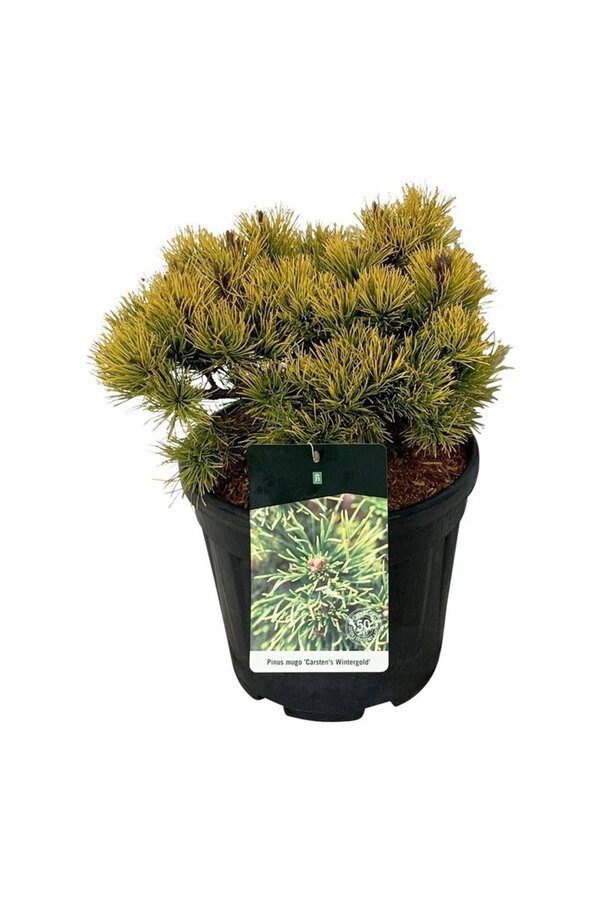 Kiefer Pinus mugo Carstens Wintergold