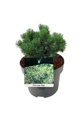 Bergkiefer Pinus mugo Mops