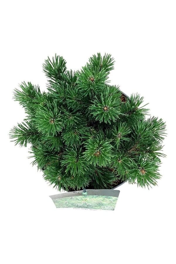 Bergkiefer Pinus mugo Mops