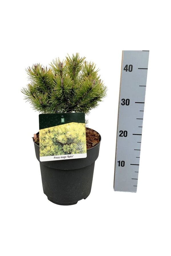 Kiefer Pinus mugo Ophir