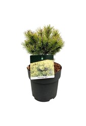 Kiefer Pinus mugo Ophir