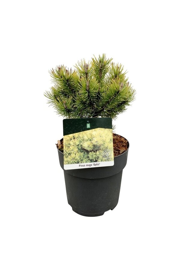 Kiefer Pinus mugo Ophir