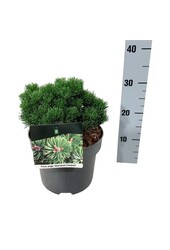 Kiefer Pinus mugo Sherwood Compact