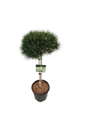 Kiefer Pinus nigra Nana