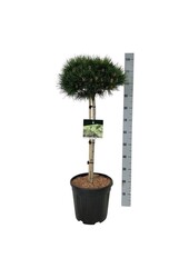 Kiefer Pinus nigra Nana