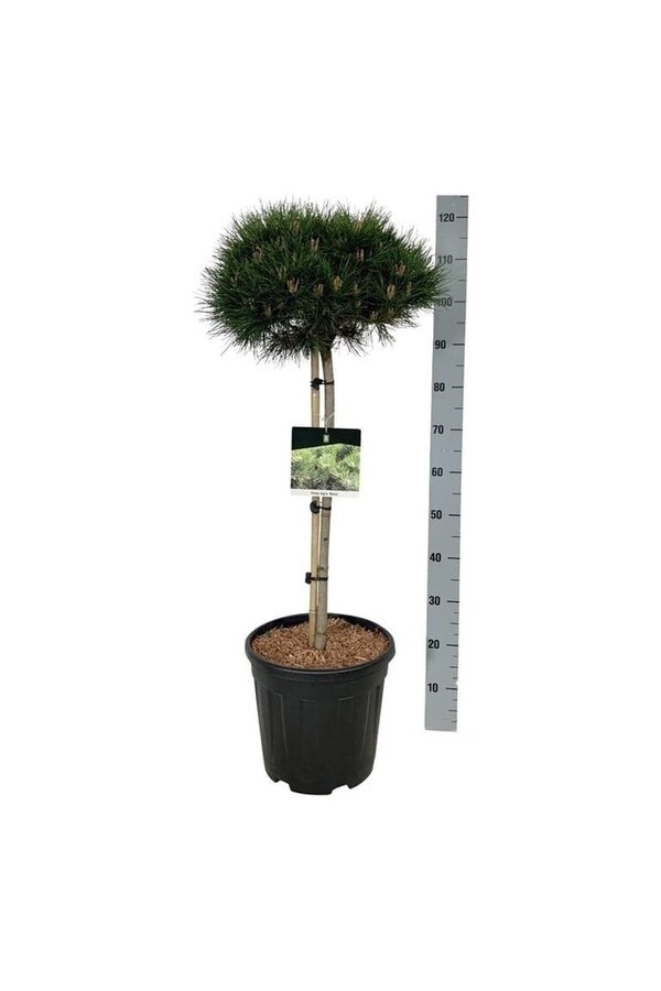 Kiefer Pinus nigra Nana