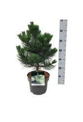 Kiefer Pinus nigra Oregon Green