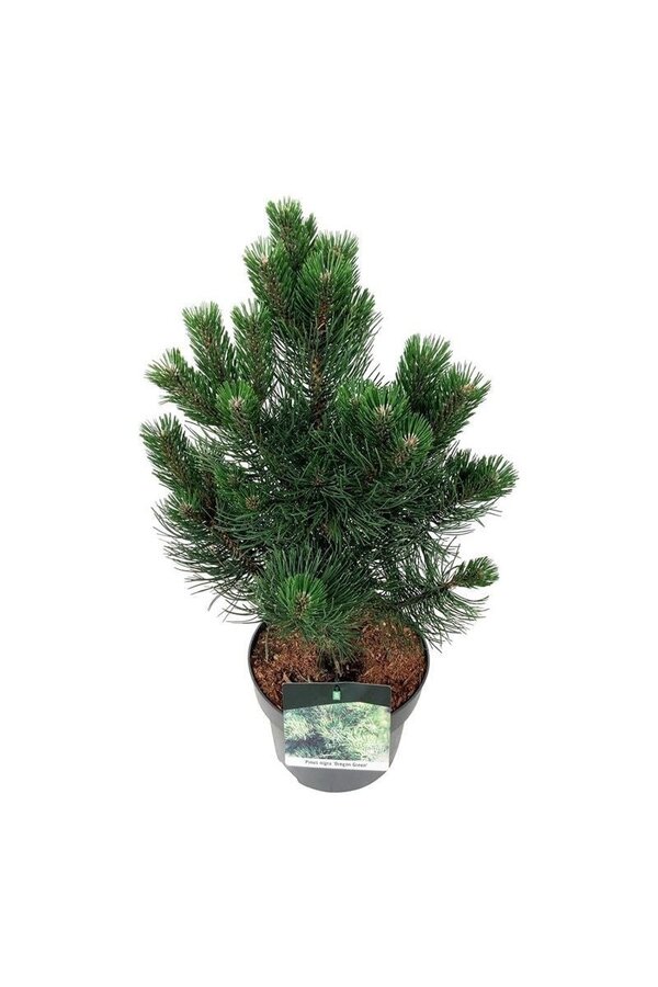 Kiefer Pinus nigra Oregon Green