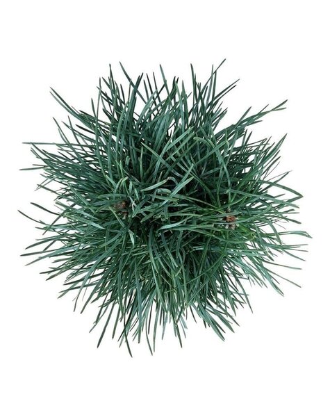 Pinus